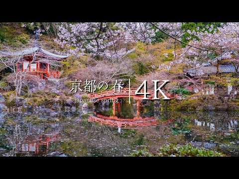 [Kyoto,famous cherry blossom viewing spot] Visit Daigoji Temple - JAPAN in 4K