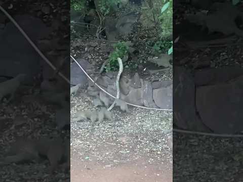 The Heroic Encounter: A Group of Mongooses Attacking a Giant Snake