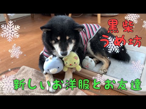 【黒柴・保護犬】少し早めのクリスマスプレゼント！