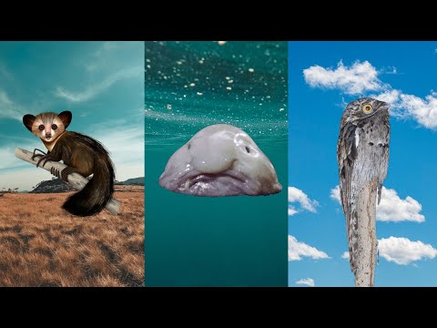 The Most Unusual Animals on Land, Sea and Air