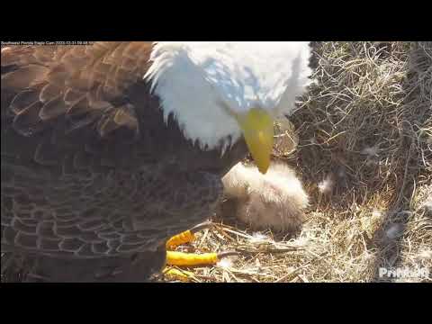 Welcome to the World - First Glimpses of New Eaglet E23