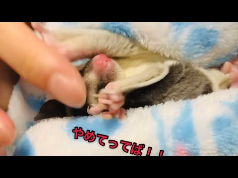 【衝撃映像】モモンガ予想外の行動。怒りからの…。#モモンガ #かわいい #動物 #ショート