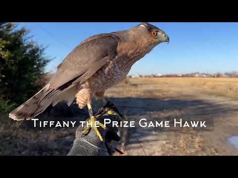 Rabbit Hunt with the Coopers Hawk