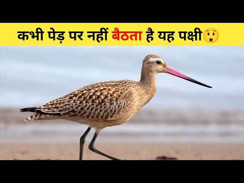 कभी पेड़ पर नहीं बैठता है यह पक्षी😲 | #shorts #birds #ytshort