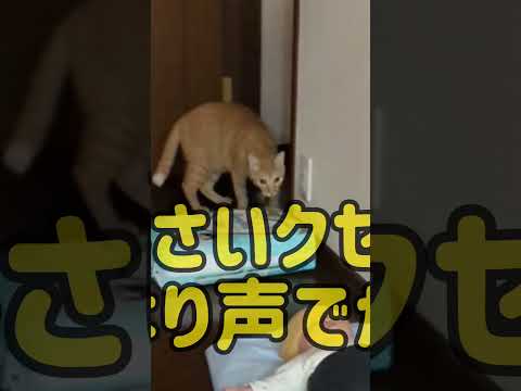 赤ちゃんが家に来て焦る「わるねこ」🥱🥱🥱 #shorts #cat #猫