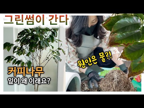 커피나무 잎이 타들어가는 이유