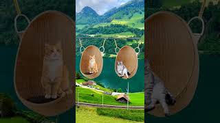 Cats resting #catvideos #cattitude #catloverscommunity #catmoments #cats #cat #pusa #gatos