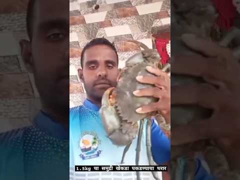 2Kg चा समुद्री खेकडा पकडण्याचा थरार || khekda