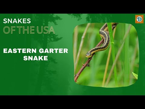 EASTERN GARTER SNAKE