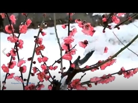 艺术歌曲《踏雪寻梅🌸Footprints in the Snow》Solo Ling Ling🌸 祝2022春节快乐！