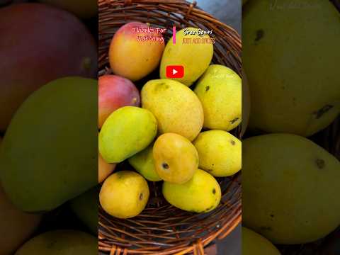 #Costly #Mango #qatar #BabyMango #Columbia #MangoDelights #FFCQatar  #mangovarieties