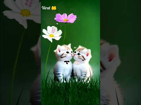 🍼dudu pienge ham to dudu pienge cat videos #dudu #catvideo #tending #ytshorts #shorts #044