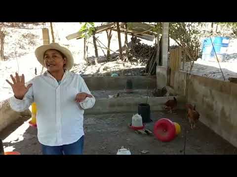 Manejo de aves de corral con materias primas locales