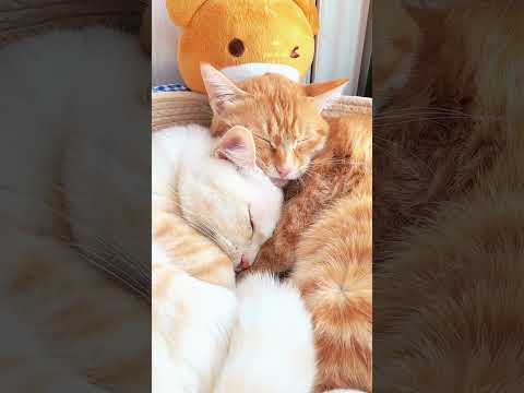 最後までご覧ください Please watch/read until the end#可愛い茶トラ猫 cute funny cat couple#cat#かわいい甘えん坊ニャンコたち成長記録楽しい瞬間