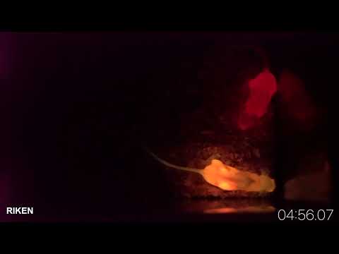 黄色と深赤色に光るマウス　Glowing mice in two colors, yellow or far-red, by bioluminescence.