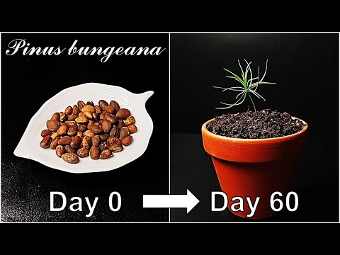 How to grow Lacebark Pine from seed｜Growing pine tree｜How to grow #81 Lacebark pine｜Eng Sub