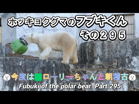 ホッキョクグマのフブキくん（２９５）🐻‍❄️今度は🟩ローリーちゃんと朝稽古🐻‍❄️（東山動植物園）Fubuki of the polar bear Part 295