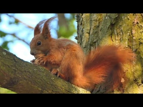 Forest View Discovery Nature And Wildlife Video- Bird and animal is beautiful creature on our planet