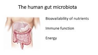 Alzheimer's Disease and the Gut Microbiome