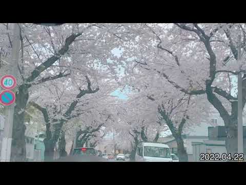 桜満開でっせ2022‼︎桜川の桜のトンネルを免許取りたての娘の運転でドライブ〜🫣 Cherry Blossoms