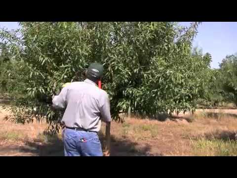 Almond Pruning Yr2