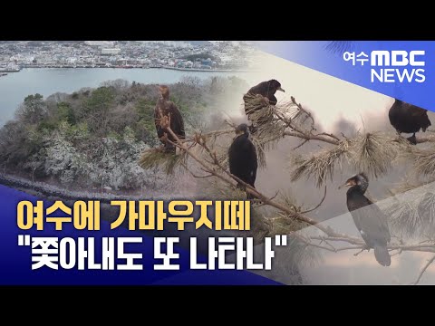 여수에 가마우지떼 "쫓아내도 또 나타나"  -R (250115수/뉴스데스크)