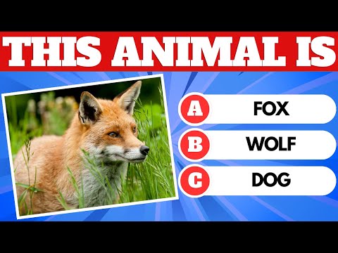 Can You Guess the Animal by Picture?