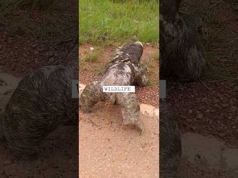 We made sure he crossed the road #safely! #sloths #sloths #wildlife #toursim #touroperator  #tours