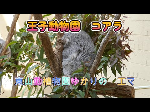 王子動物園のコアラ　東山動植物園ゆかりの　エマ（Oji Zoo in Kobe Japan）