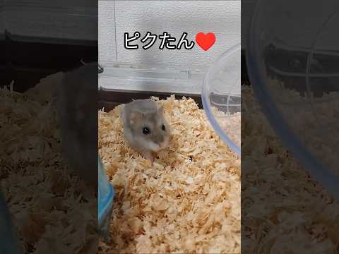 登場の仕方が可愛いハムスター（ピク）#ハムスター #可愛い#癒し#hamsters #癒される #ペット#cute