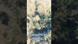 "Fresh from the Garden: My Beautiful Rosemary Plant!"