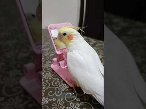 Adorable Cockatiel Milo's Cute Singing Moments🦜 #cockatielscraze #birdsinging #milothecockatiel