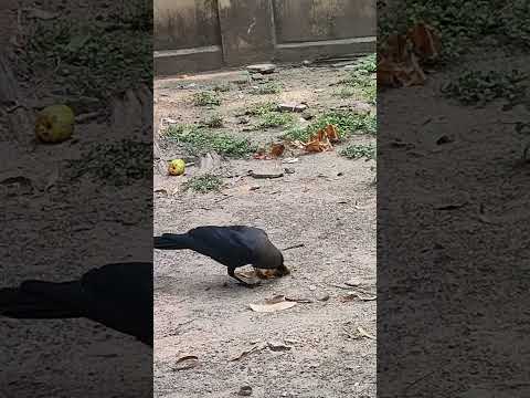 Crow eats. #animals