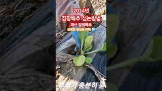 김장배추 심는시기 심는방법 괴산청결고추 가을배추 자연특별시괴산 풀뿌리농장 자연울림