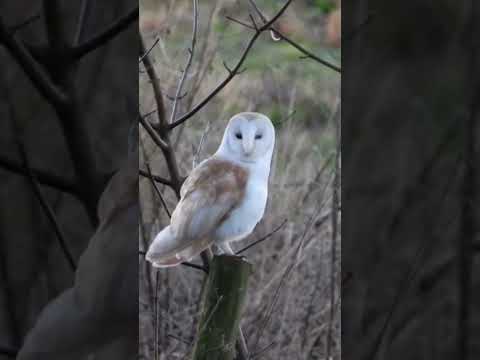 Barn Owl - The Silent Assassin - The Godfather  #shorts  #shortsvideo #shortvideo  #short  #owls