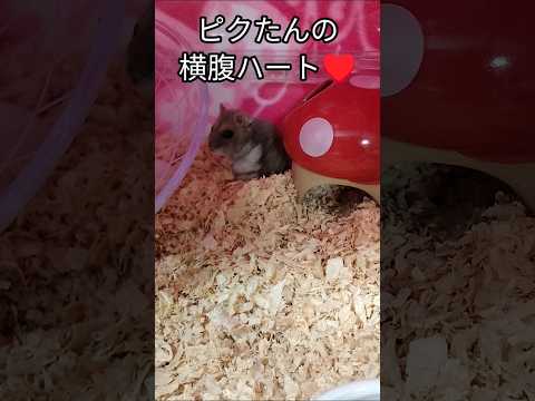 ハートもち？のハムスター（ピク）#ハムスター #ハート#可愛い#癒し#hamsters #ジャンガリアンハムスター#cute #かわいい