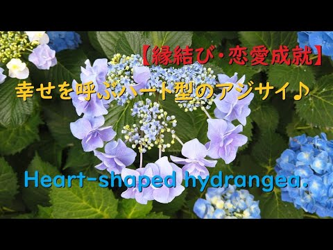 【縁結び】幸せを呼ぶハート型のアジサイ♪【Heart-shaped hydrangea.】