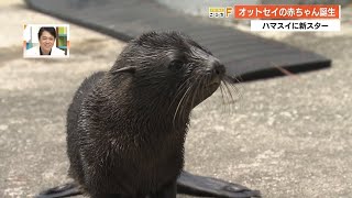 桂浜水族館で初のオットセイ人工哺育　ミナミアメリカオットセイの赤ちゃん「バブックー」【高知】