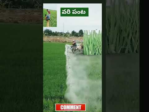 మడి మొత్తం ఒకేసారి పిచికారీ విధానం.l #shortvideo#paddyspraying#Spraying