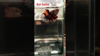 koi betta#bettafish #guppyfish #bettafishlove #ballonplaty