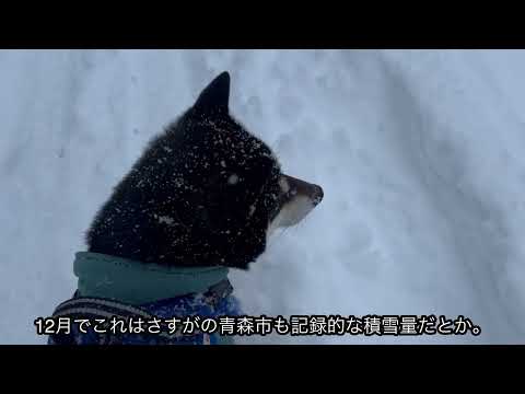 【大雪警報SOS‼︎】雪好きな黒柴だってウンザリしています！！連日の青森市大雪散歩。