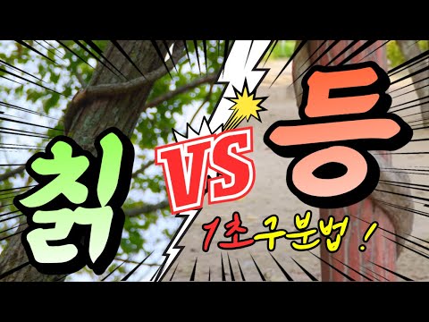 칡덩굴 vs 등나무 1초만에 구분하기/ 숲해설가 숲이야기 김포스