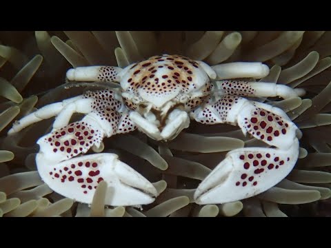 Facts: The Porcelain Crab