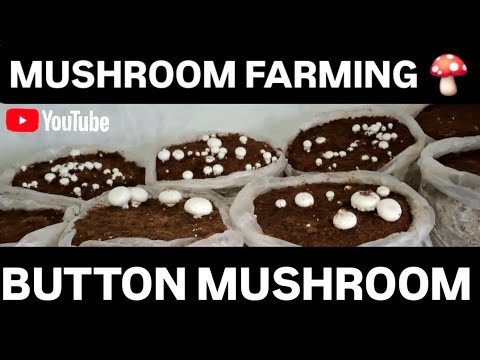 Mushroom farming business in India Button mushroom Mushroom cultivation Mushroom grow in bags