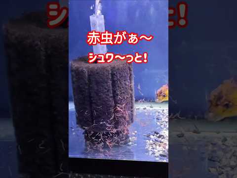 [金魚]　金魚の食事　朝は赤虫食べ過ぎ注意🤣　与えすぎ注意🤣　#goidfish