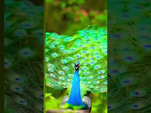 peacockbeauty ... #peacockdance #peacock