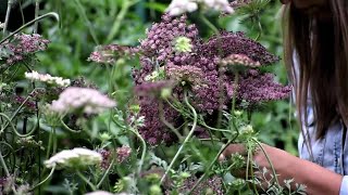 WONDERFUL Cut Flowers You May Have Never Heard About!!! 🌸🌸🌸// Northlawn Flower Farm