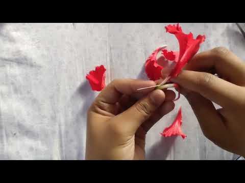 DISSECTION OF HIBISCUS (CHINA ROSE)