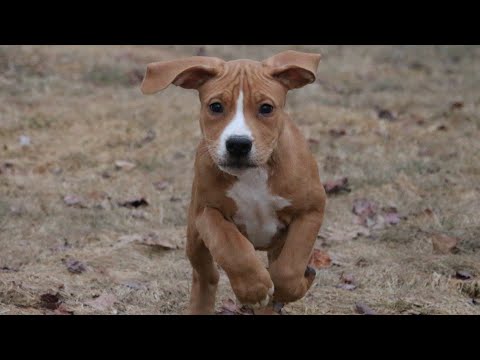 Cutest puppies playing outside