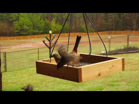 South Carolina Bird Feeder